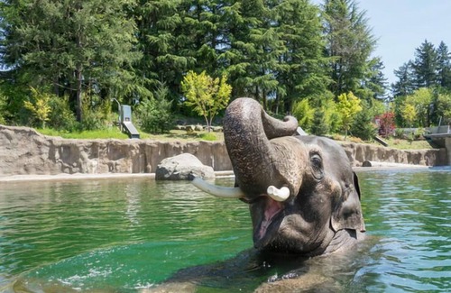 Tigard House | Look No Further! FREE Parking & Pool, Minutes to Museum of Science & Industry