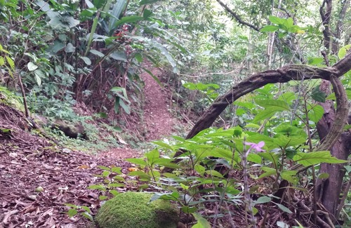 Monteverde Villa | Los Pinos Cabanas y Jardines