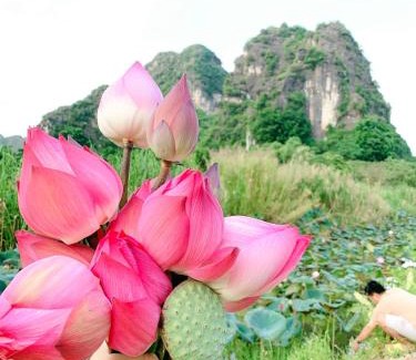 Hoa Lu House | Lotus Field Homestay