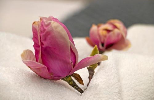 Claremont Apartment | Magnolia Cottage