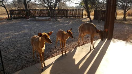 Bela-Bela Ski Chalet | Makhato 84 Bush Lodge