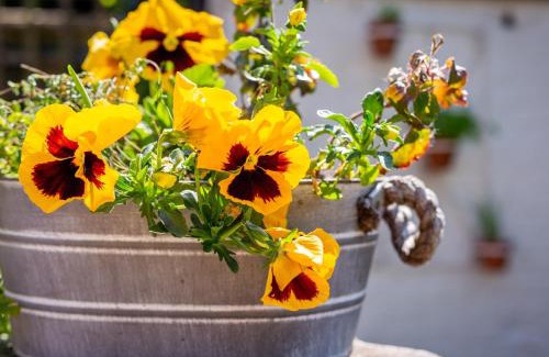 Winchester House | Mallard Cottage