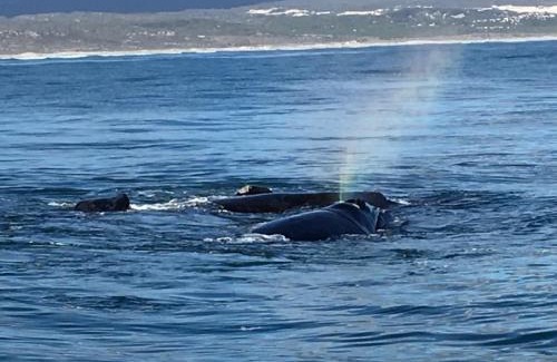 De Kelders Bed & Breakfast | Marine 5 Boutique Hotel
