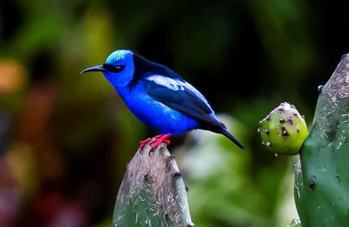 Nuevo Arenal Bed & Breakfast | Marita's Bed and Breakfast