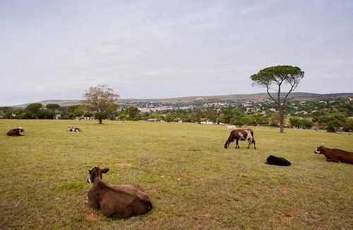 Grahamstown Bed & Breakfast | Mimosa