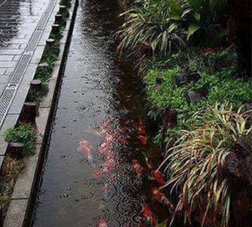 Thuy Xuan House | Minh Mang homestay BBQ sân vườn Huế