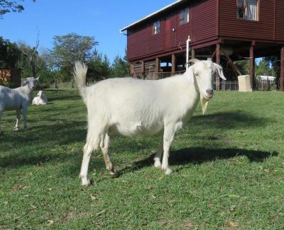 Great Kei House | Misty View Farm Stay