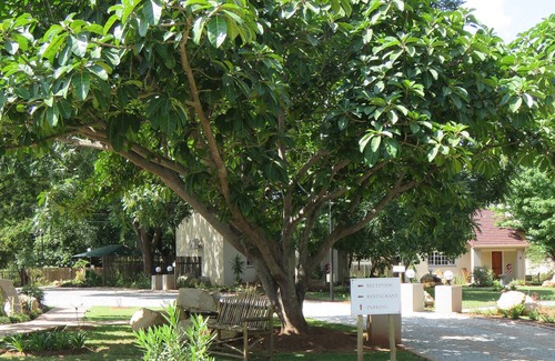 White River House | Monkey Thorn Guest Lodge