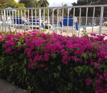 Montego Bay Apartment | Montego Bay Club-Delux Seaside condo