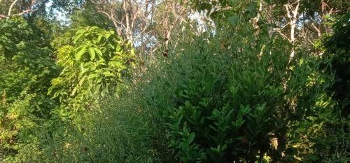 Ko Mook Cabin | Mook Bamboo Bungalows