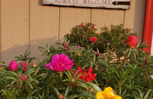 Willow Cabin | Mooseberry Cabin, Willow AK