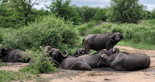 Thorny Bush Game Reserve Cabin | Motlala Game Lodge