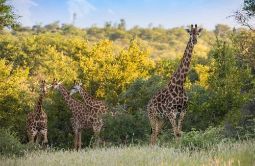 Maruleng Other | Mountain View Safari Lodge