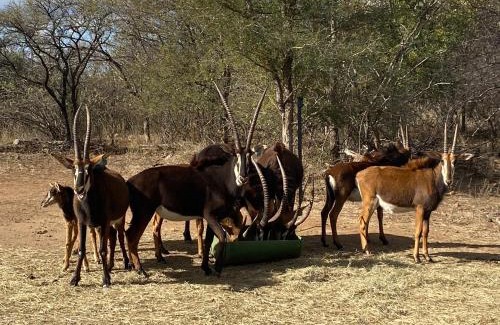 Maruleng Cabin | My Africa Adventure Farm