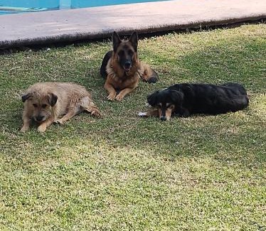 Texcalpan Other | Nada y acampa con tus perritos