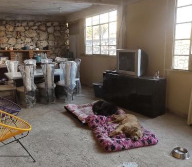 Texcalpan Other | Nada y acampa con tus perritos