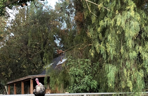 Temecula Cottage | Namaste Farms Wine Country Working Wool Sheep Farm; Main Cottage 501c3