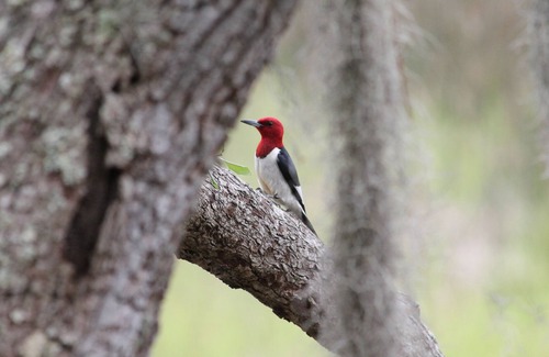 Townsend House | Near Shellman Bluff and Harrisneck Wildlife preserve. Fishing, Kayaking, Birding