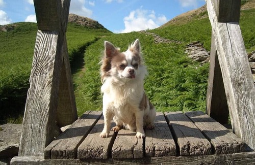 Keswick Cottage | NEST BARN, pet friendly, with a garden in Keswick
