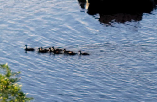 Windham House | New openings in July and August! Pet Friendly, Waterfront Property