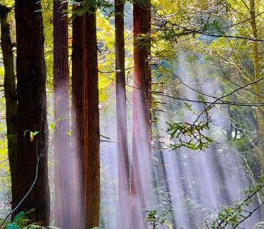 Fort Bragg Other | Ocean Forest Bungalows- Deluxe Glamping- Outdoor Showers- Off Grid