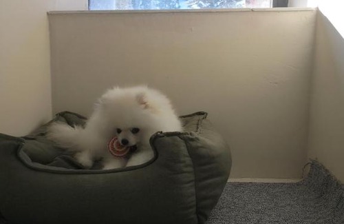 Osmangazi House | OKSIJEN ZONE PET HOTEL SPA Only Pet