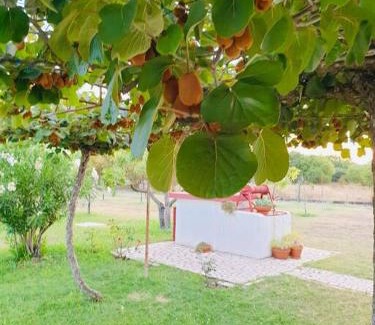 Mahala Apartment | Olive house (near the airport)