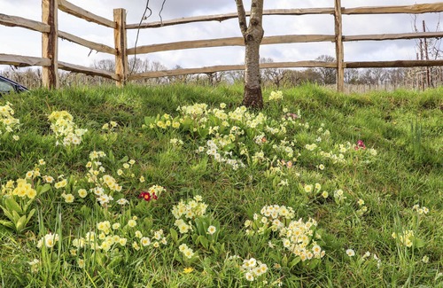 Paddock Wood Cottage | Orchard Retreat