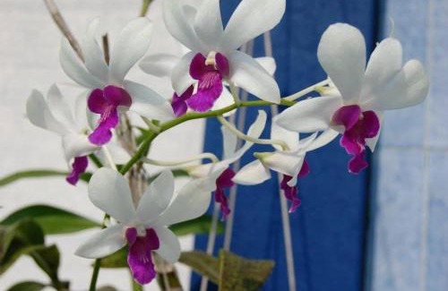 Ettukala House | Orchid Villa