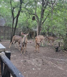 Marloth Park House | Parradys Marloth Park