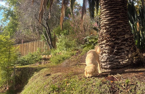 Bridgetown House | Pawfect Retreat – 3Bed, Dog Lovers’ Luxe Heritage Home,5 minutes to town!