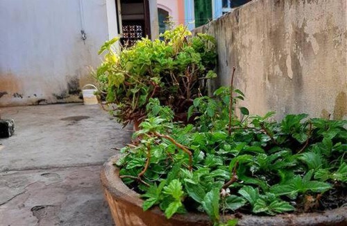 Tiruvannamalai House | Peaceful Stay at Saradha Nivas Near Temple