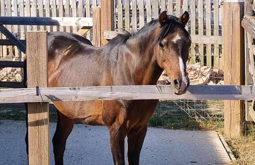 Pulborough Other | Penelope
