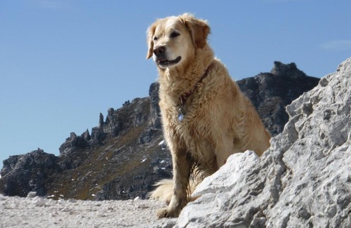 Neustift Im Stubaital Bed & Breakfast | Pension Steinadler