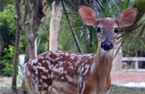 Blue Heron Lake House | *Pet Friendly**Club Cards Available**Tropical Fripp Retreat