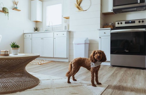 Johnson City Apartment | Pet-Friendly Modern Farmhouse in Johnson City