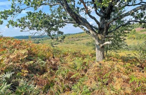 New Forest District House | Picket Hill Cottage