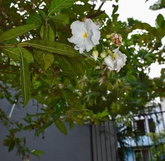 Brisas de Zicatela Hotel | Posada Diamante