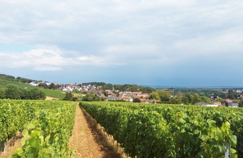 Ruemmelsheim House | Prestige living at the foot of the vineyard (only 10min from Bingen am Rhein)
