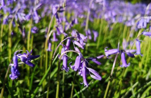 Llanybri Ski Chalet | Primrose 20-Woodland Lodges-Carmarthen-Pembroke