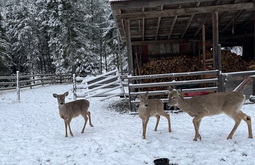 Coeur d'Alene Apartment | Private Apartment in the Woods