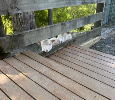 Whangarei Bed & Breakfast | Private Cabin close to the City Centre