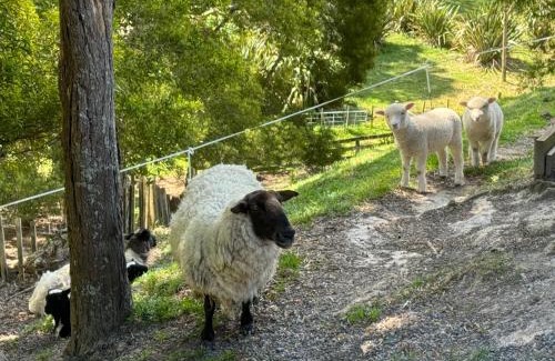 Whangarei Bed & Breakfast | Private Cabin close to the City Centre
