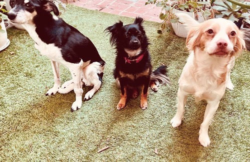 Newhall House | Private pet-friendly bedroom in charming Santa Clarita