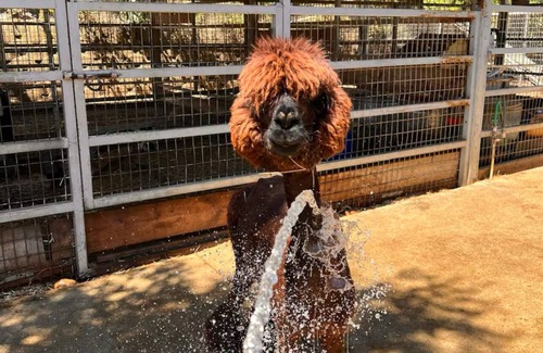 Bonsall House | Private Petting Zoo - Glamping Ranch Vibes