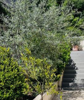 Alata Apartment | Propriété Malva appartement bergamotta