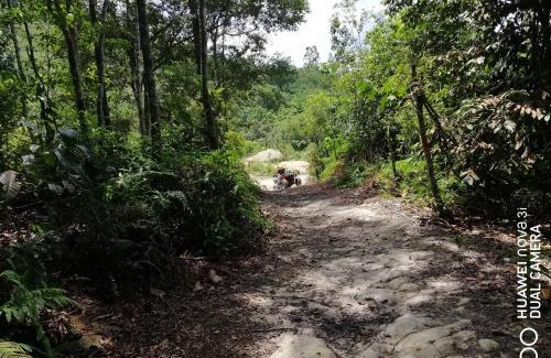 Pekan Nanas Other | Puncak CSA