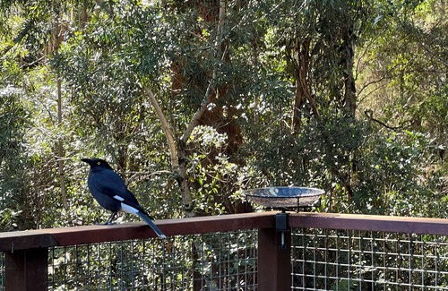 Springbrook House | Rainforest retreat near Canyon Lookout & trails, mins to Springbrook wonders