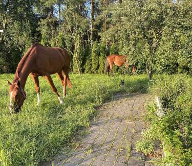 gmina Płoniawy-Bramura Apartment | Ranch 12 Dębów