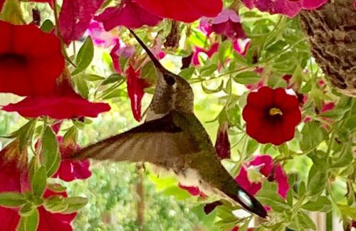 Groveland Bed & Breakfast | Red Tail Ranch